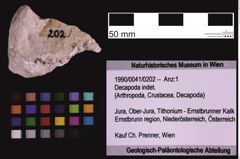 Foto (Objekt + Etiketten) von Decapoda indet. (NHMW-GEO-1990-0041-0202)